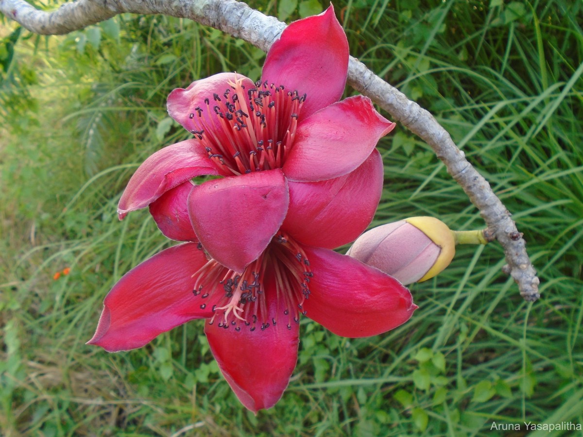 Bombax ceiba L.